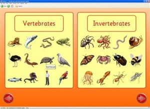 vertebrate and inveretebrate animals